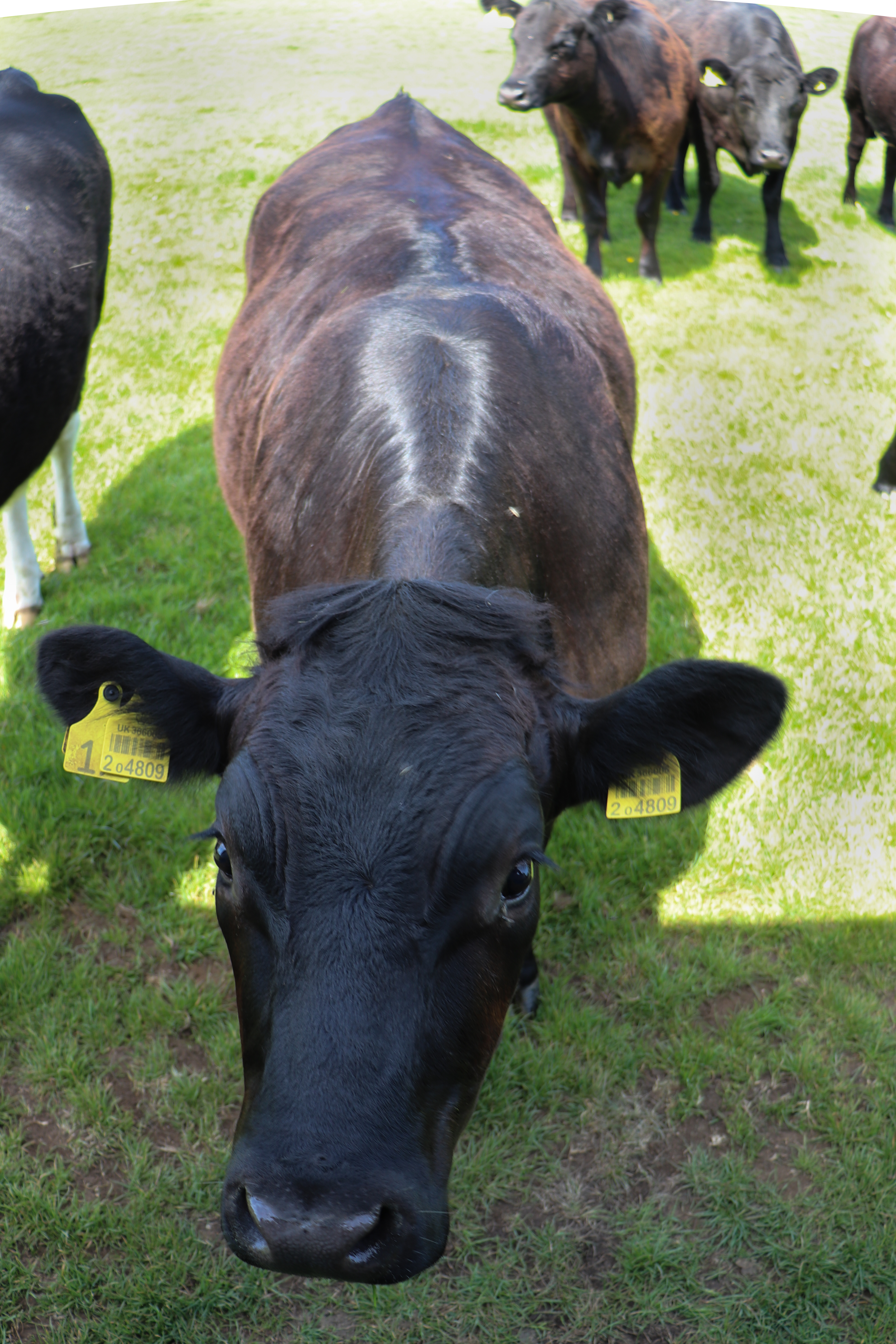 Warner's Distillery - Falls Farm - by Daniela Toporek